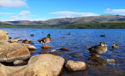 Ducks in lake