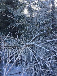 Full frame shot of frozen trees in forest