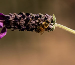 Close-up of insect on purple flower