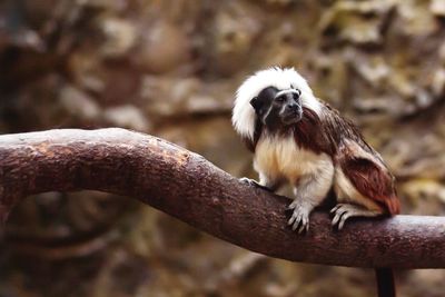 Monkey sitting on branch