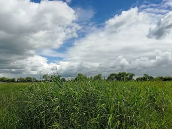 Scenic view of agricultural field against sky