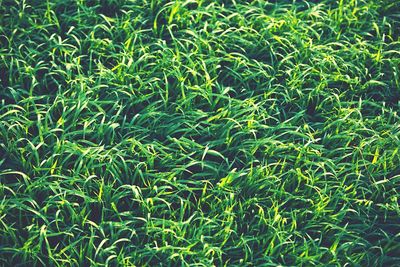 Full frame shot of plants on field