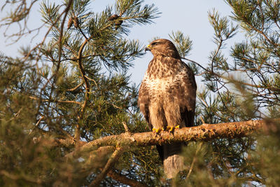 Buzzard in high pine tree on branch spies for prey