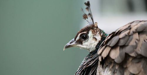 Close-up of a bird looking away