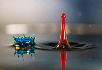 Close-up of water drops on red flowers