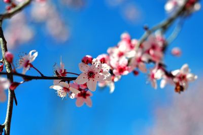 Low angle view of cherry blossoms in spring