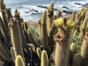 Close-up of cactus against the sea and sky 