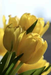 Close-up of yellow tulip