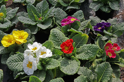 Flowers blooming outdoors