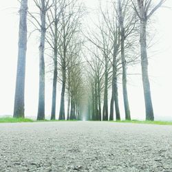 Road passing through trees