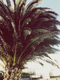 Low angle view of palm tree against sky