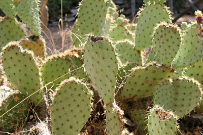 Close-up of prickly pear cactus