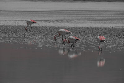 Flamingos in lake