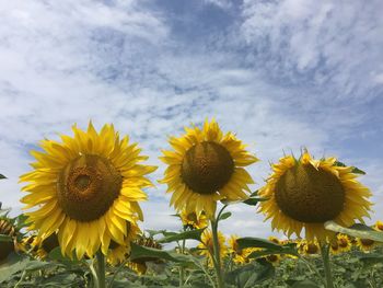 Close-up of sunflower on field against sky