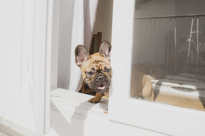 Portrait of a dog on window