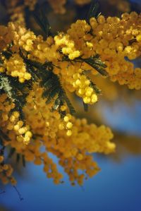 Close-up of yellow flowering plant