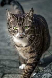 Close-up portrait of tabby cat