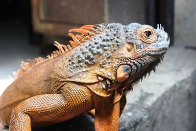 Close-up of lizard