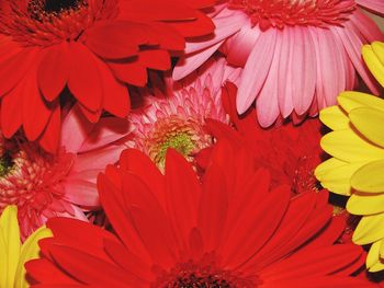 Close-up of red flowers