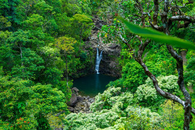 Scenic view of waterfall amidst trees in forest