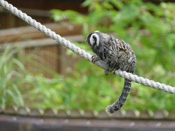 Close-up of animal perching on rope