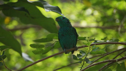 Close-up of bird perching on branch