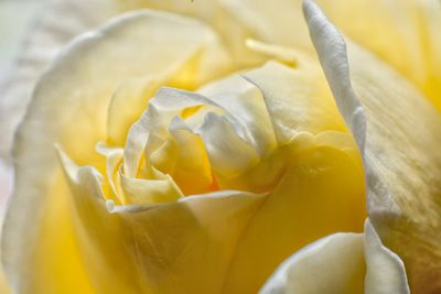 Close-up of yellow rose