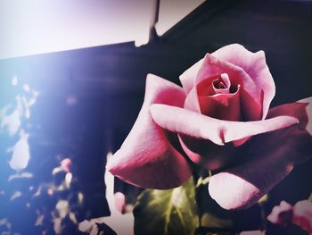 Close-up of pink rose blooming outdoors