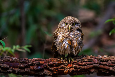 Beuatiful bird spotted owlet hunter of bird on branch in park.