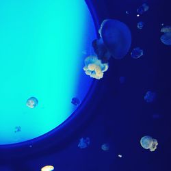 Close-up of jellyfish underwater