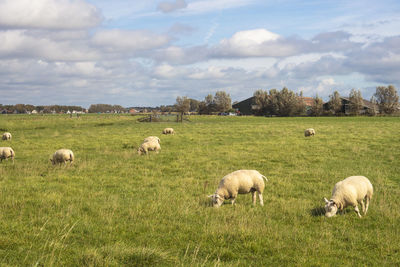 Sheep grazing in field