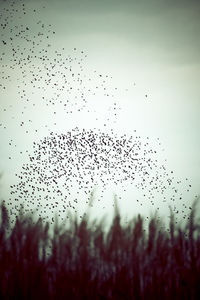 Flock of birds flying in sky