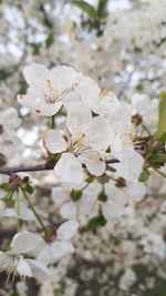 Close-up of white cherry blossom tree