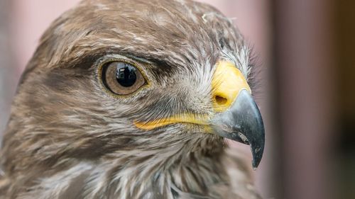 Close-up of a bird looking away