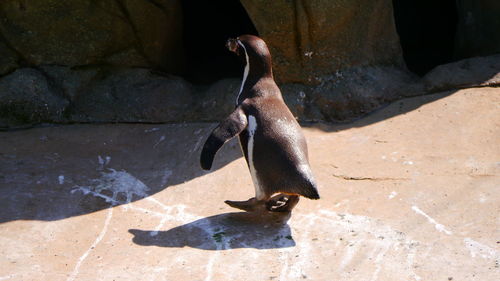 High angle view of bird on rock