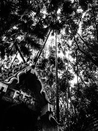 Low angle view of rope hanging on tree in forest