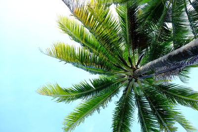 Low angle view of palm tree against clear blue sky