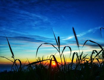 Close-up of silhouette plants against sunset sky