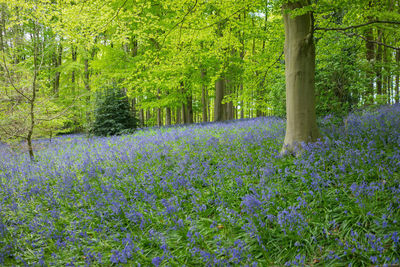 View of flowering plants in forest