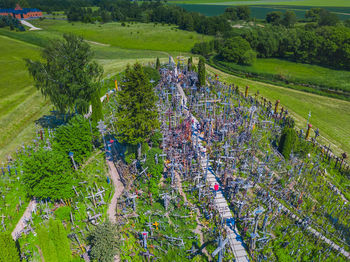 High angle view of trees on field