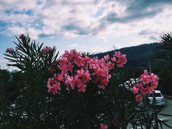 Pink flowers blooming on plant against sky