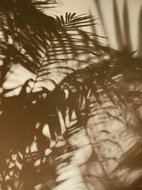 Close-up of palm tree leaves