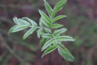 Close-up of fresh green plant