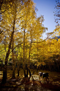 Dog amidst trees during autumn
