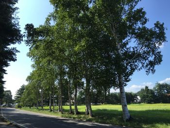 Road amidst trees against sky