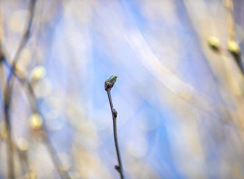 Close-up of bird on plant