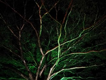 Full frame shot of tree against sky at night