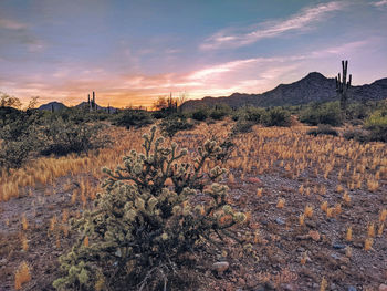 Plants growing on field against sky during sunset