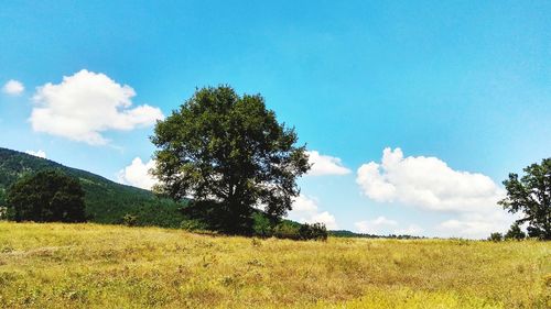 Trees on field against sky