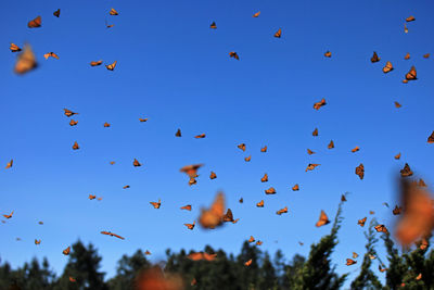 Low angle view of birds flying in sky